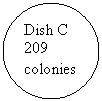 Oval: Dish C
209 colonies